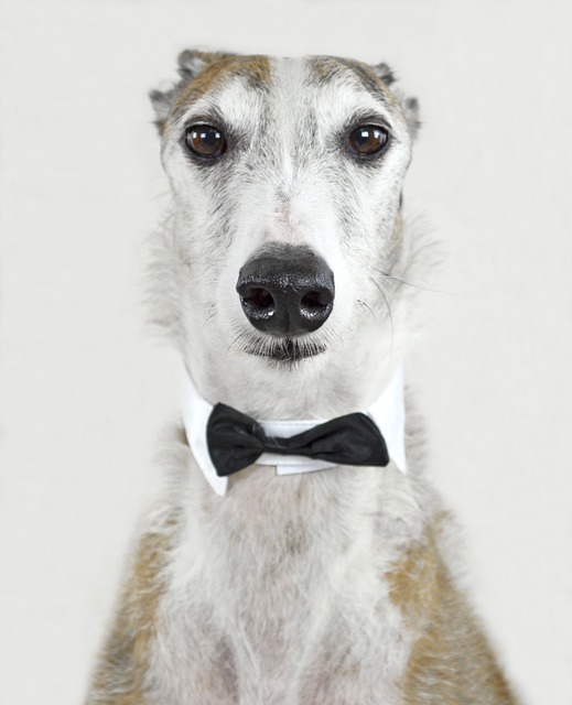 galgo espanol