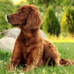 ¿Cuántos Cachorros Puede Tener un Setter Inglés?