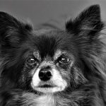 ¿American Foxhounds: aptos como perros de terapia?