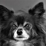 ¿Es el Bichón Frisé la raza de perro adecuada para ti? Descubre sus ventajas y desventajas.