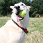 ¿Boerboel: el perro guardián ideal? Conoce su efectividad
