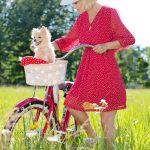 ¿Boston Terriers: la raza ideal para compañía de personas mayores?