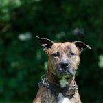 ¿Cómo Verificar la Pureza de un Cachorro de American Stanford?