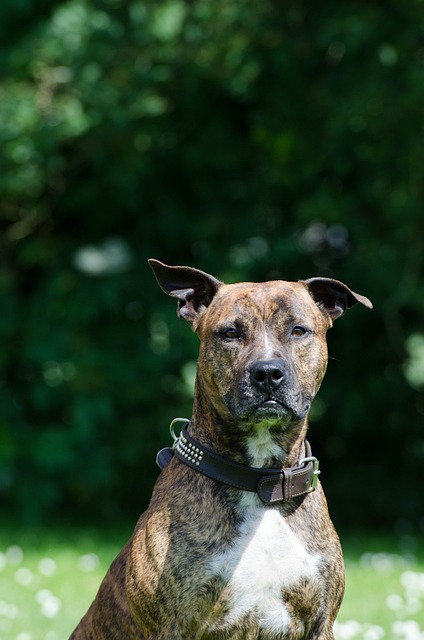 american staffordshire