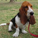"¿Qué Debes Saber para Criar un Basset Hound en Casa? Consejos para Tener Éxito"