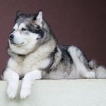 ¿Cuál es la Esperanza de Vida de un Perro Alaska Malamute?