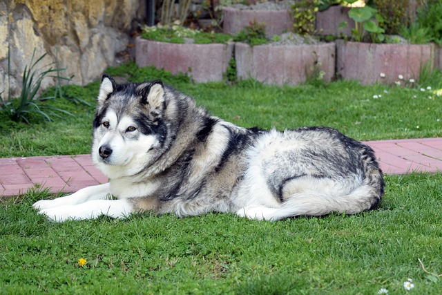 alaskan malamute 2