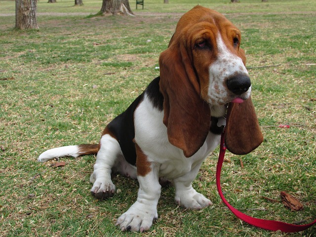 basset hound 2