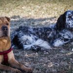 ¿Cuál es el Significado de Perro Setter?