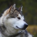 alaskan-malamute