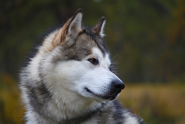 alaskan malamute 2
