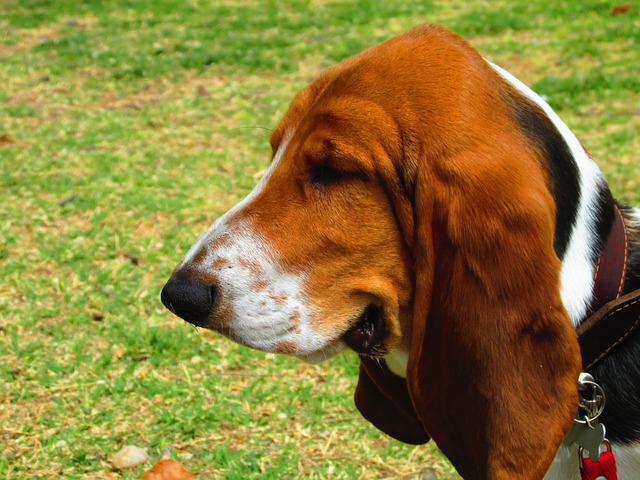 basset hound 1
