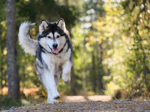 alaskan malamute