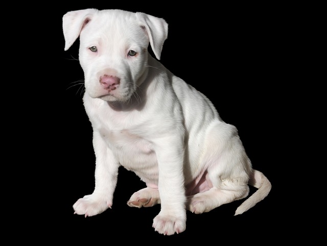 american staffordshire 1