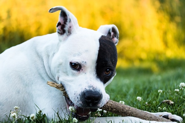 american staffordshire 4