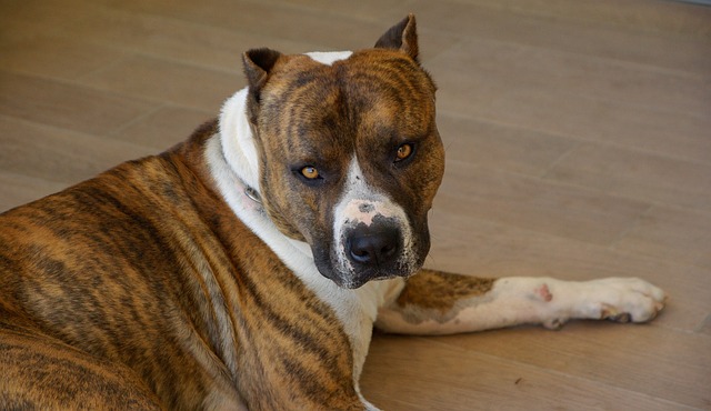 american staffordshire